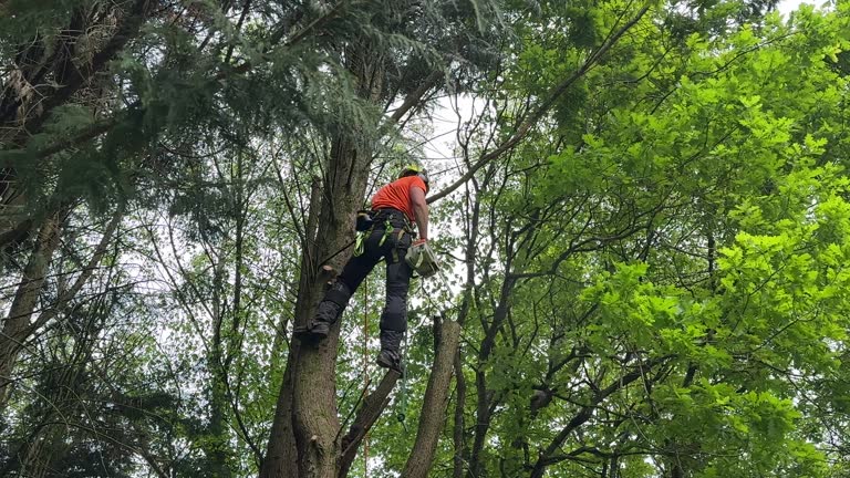 How Our Tree Care Process Works  in  Milan, MI